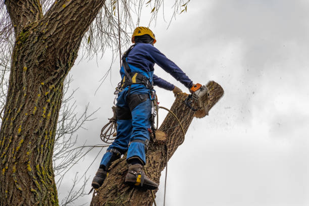 Best Tree Disease Treatment  in Olmos Park, TX