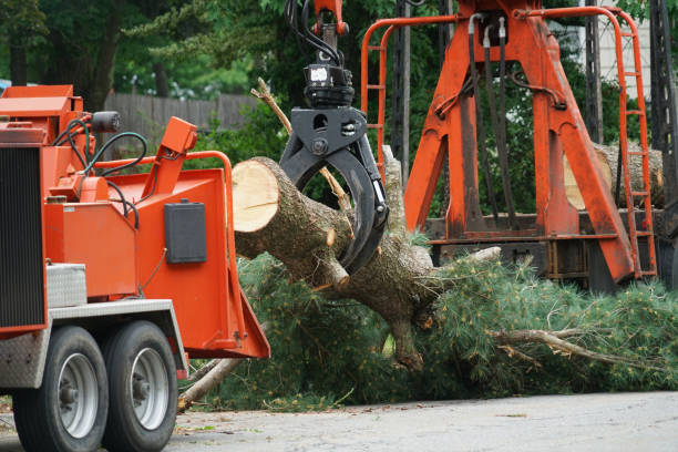 Best Emergency Tree Removal  in Olmos Park, TX