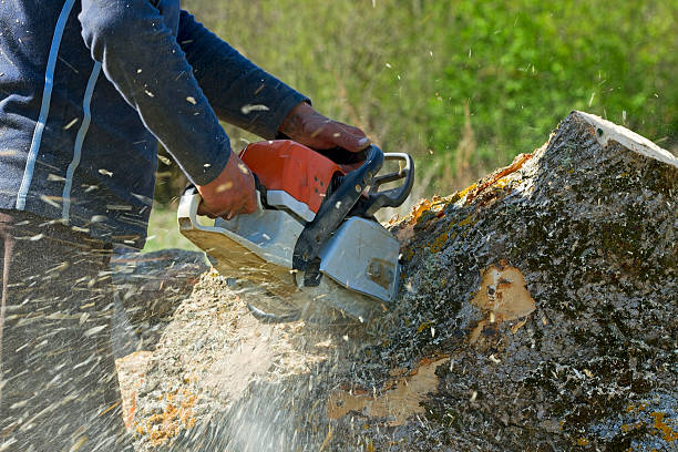 Best Storm Damage Tree Cleanup  in Olmos Park, TX